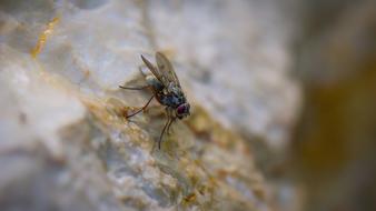 Fly Insect Nature