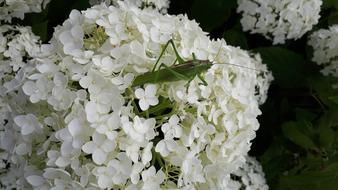 Grasshopper Garden Hydrangea