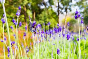 Taiwan Lavender Forest Travel