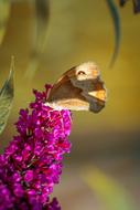 Butterfly Lycaon Animal
