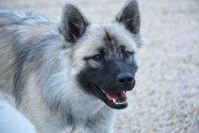 Dog Bitch Eurasier