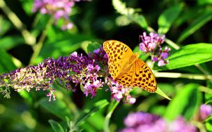 Fritillary Butterfly Insect