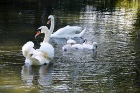 beautiful swans in the lake