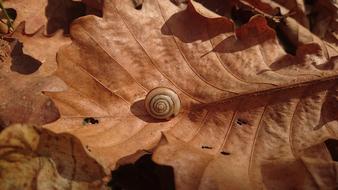 Snail Bespozvonochnoe Animal