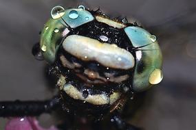 Insect head Macro view