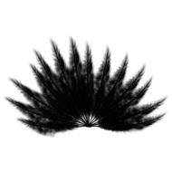 feathers fan black bird wings