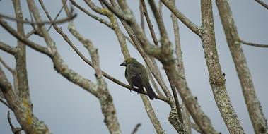 Ave Bird Nature