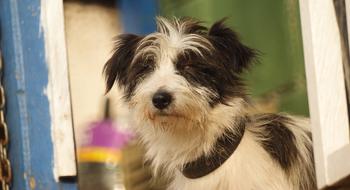 Dog Animal Canine Domestic
