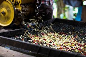 Processing of colored grains