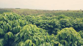 green coffee bushes in the field