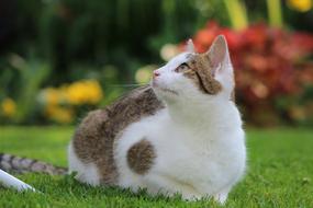 Cat Cats Pet