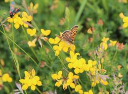 Butterfly Orange