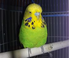 Parakeet English Ave Green