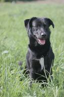 Dogs Friend Pet Doggy