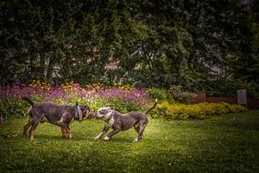 Dogs Playing Pet