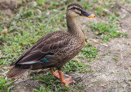 Duck Animal