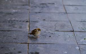 Sparrow New Animal