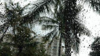 Rain Trees Travel