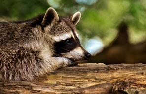 Raccoon Wild Animal Furry