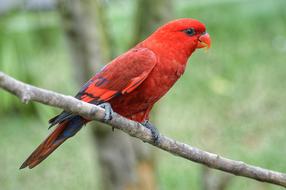 red parrot on a branch