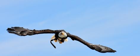 Adler Bald Eagle Flying on sky