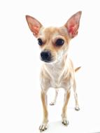 Dog Chihuahua White Background