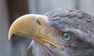 great-beaked eagle