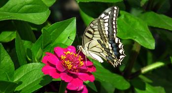 Butterfly Insect Flower