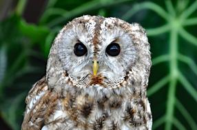Owl Birds Of Prey
