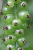 green juicy berries