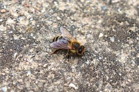 Bee Macro Animal
