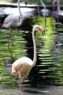 Flamingo Bird Pink