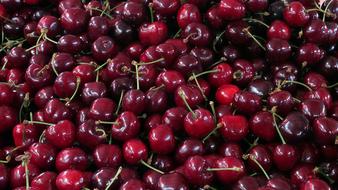 Ripe sweet cherries are delicious