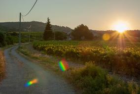 Cairanne French Vaucluse