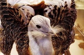 Bird Feathers Beak
