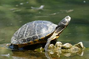 Turtle Animal