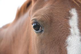 Horse Equine Animal Eye