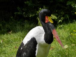 Saddle Stork Bird