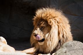 Lion Predator Male