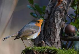 Robin Bird Forest