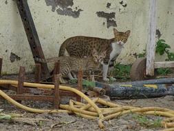 Cat Animals Pet