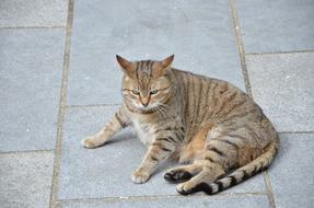 Cat Tiger Domestic