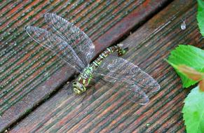 Dragonfly Animal Insect