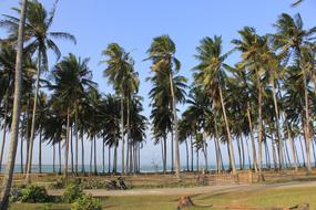 Beach Palm Tree