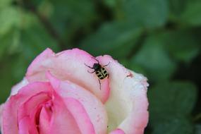 beetle on Pink Rose Rosebush