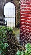 Cobweb Spider Insect