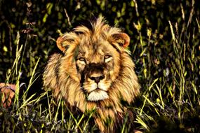 Lion Africa Namibia