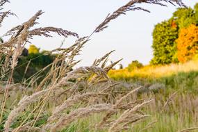 Background Summer Beautiful