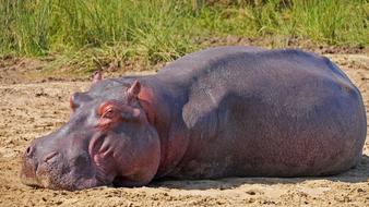 Hippo Animal Relaxation