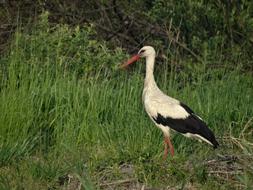 Stork Bird White